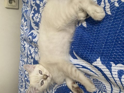 Safkan himalayan yavrumuz sahiplendirilecek