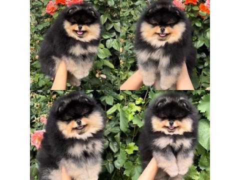Mersin pomeranian yavru köpekler