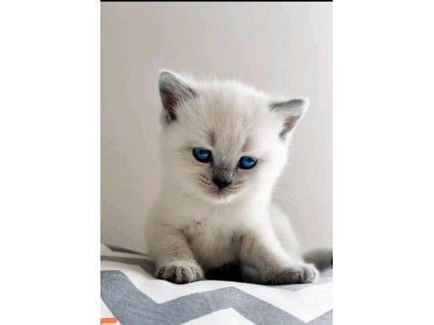 Blue point erkek 2 adet kedimiz