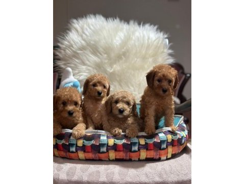Maltese yavrular maltipo ve toy poodle yavrular ankara