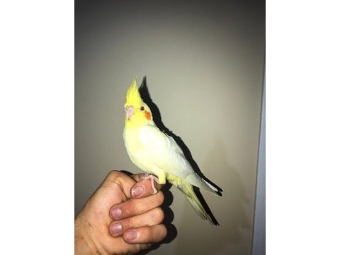 Lutino kırmızı göz erkek sultan papağanı