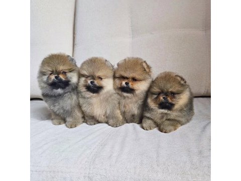 Irk garantili pomeranian yavruları 
