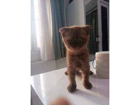 Scottish fold yavrumuz yeni sahibini bekliyor.