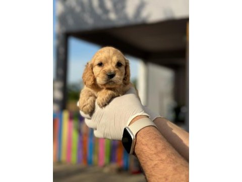 Maltipoo yavrularımızı canlı görerek alabilirsiniz