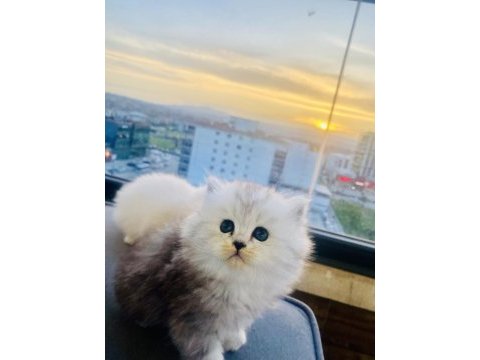 Boncuk gözlüm british longhair
