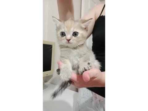 Safkan british shorthair