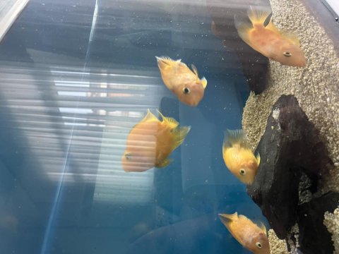 5 adet papağan ciklet