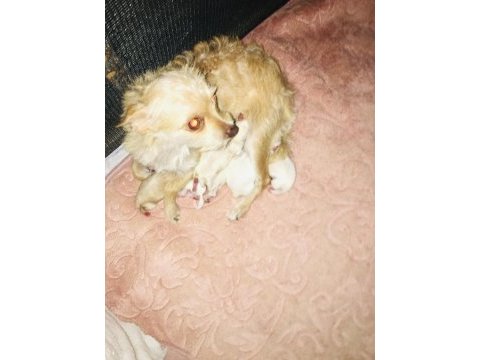 Yeni chihuahua bebekler doğdu 4 beyaz 1 sarı