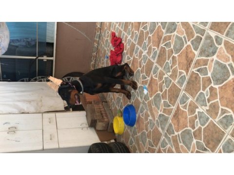 Çok akıllı dost canlısı safkan doberman
