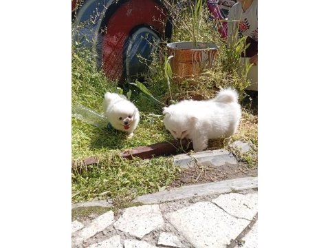 Kar topları köpekler yeni yuvalarına gitmeye hazırlar