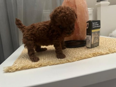 Kore mikro dark brown poodle