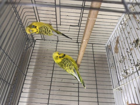 Jumbo teksas takım muhabbet kuşu