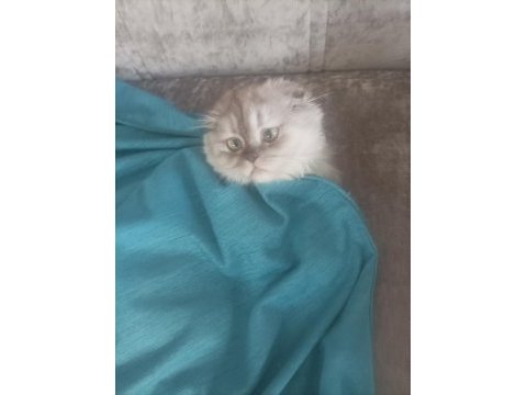 10 aylık sağlıklı scottish fold kedimiz