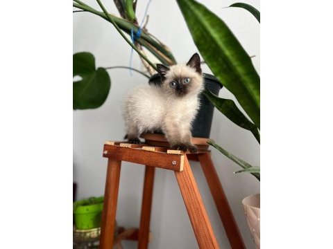 Blue point british shorthair yavru yeni yuva arıyor