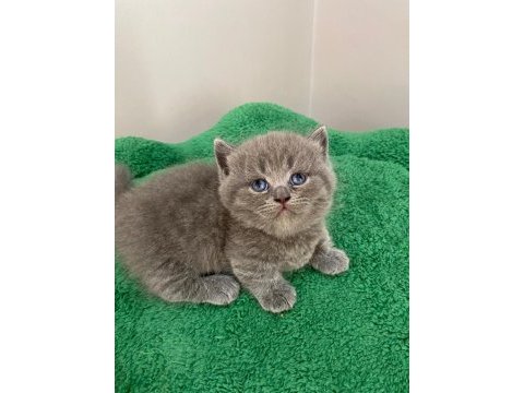 Munchkin cüce kedimiz