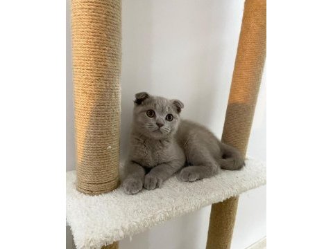 Irk garantili scottish fold