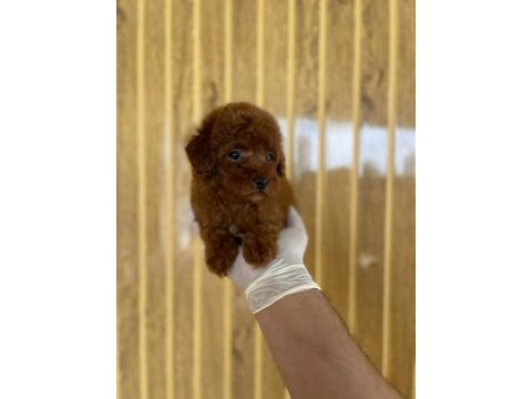 Toy poodle köpeğimiz