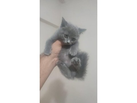 British shorthair minikler