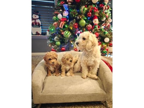 Yeni yıl maltipoo bebekleri yeni evine gitmeye hazır