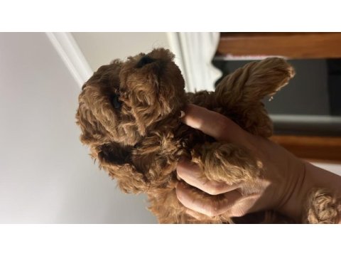 Koyu poodle sevenler kıvır kıvır bebekler