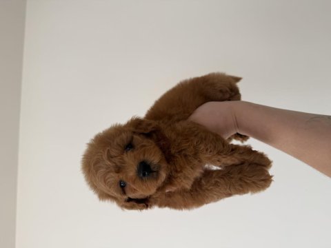 Maltipoo lekesiz 