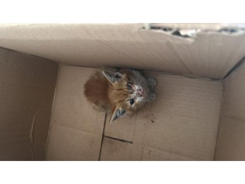 2 aylık sokak kedisi