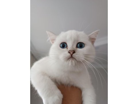 Ayı surat british shorthair yavrum