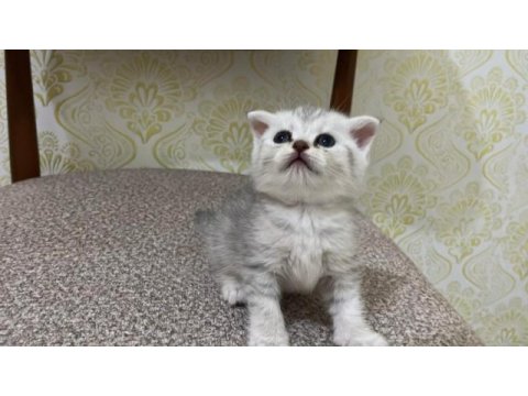 1 aylık kediler scottish fold