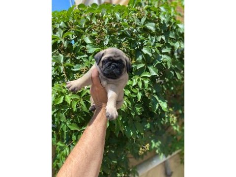 Gül kuyruk sıfır burun topaç pug mops bebek