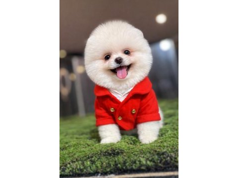 Dişi erkek teacup teddy bear garantili pomeranian yavrularım