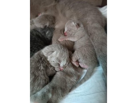 Scottish fold yavrularımız rezerveye açıktır