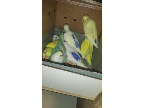 Yeni yeme düşmüş muhabbet kuşu yavrular