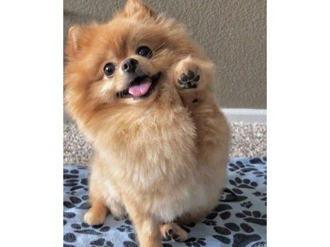 Sağlıklı pomeranian yavrularımız