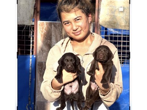 Labrador redriever sevimli yavrular