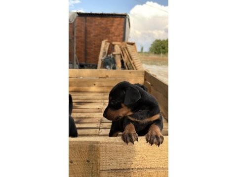 Premıum doberman yavruları
