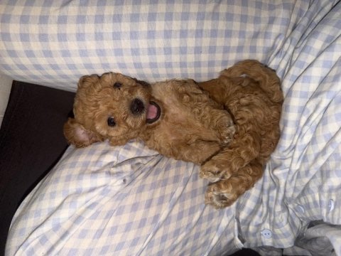 Dişi toy poodle bebek ailesini arıyor