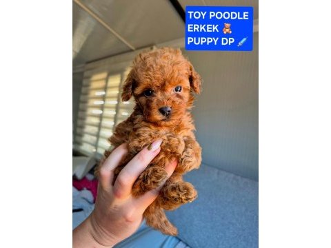 Sağlık ve ırk garantili oyuncak boy poodle yavrularım
