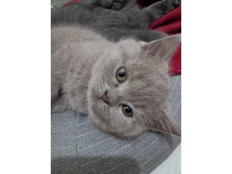 2 aylık british shorthair bebekler