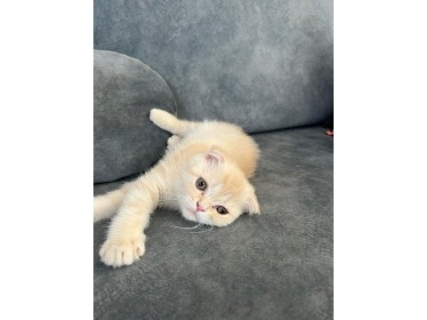 Erkek scottish fold