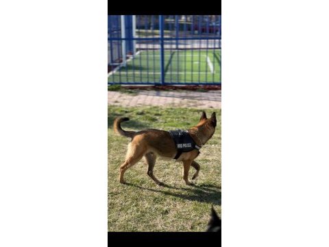 Eğitimli yavru siyah kafa siyah göğüs yeleli malinois