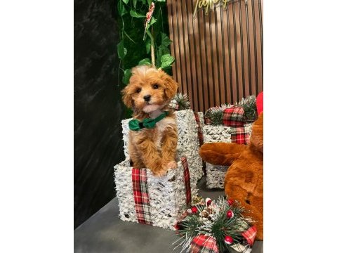 Tarçınlı kurabiye gibi poodle