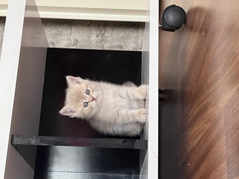 Kayseriden british shorthair bebekler yeni yuvalarına hazır
