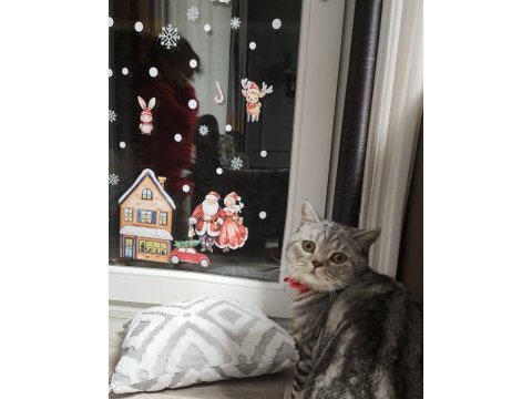 10 aylık british shorthair silver tabby oğlusumuz