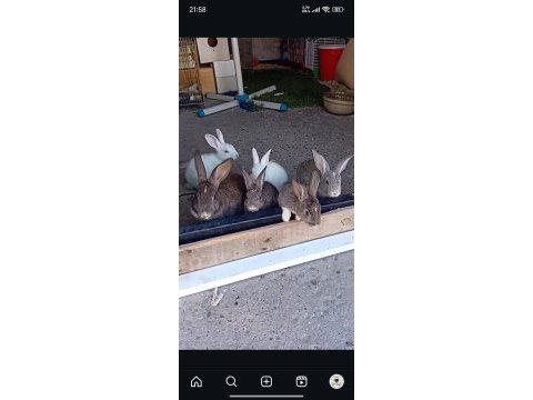 Yavru tavşanlar mevcut