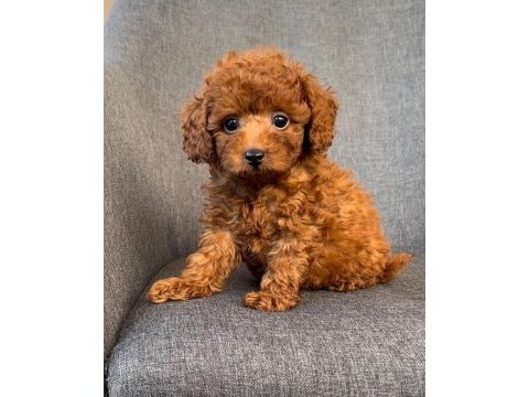 Toy poodle yavrular
