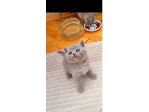 Gri lilac dişi erkek kediler