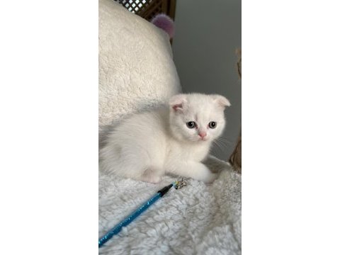 İyi huylu scottish fold