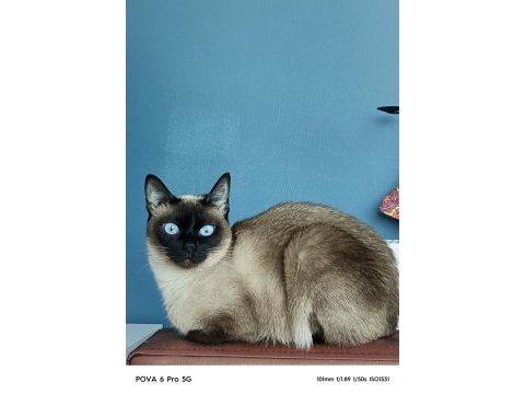 Karne pasaportu mevcut orijinal bobtail kedisi