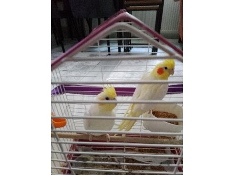 Pf mutasyon ve lutino sultan papağanı