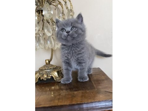 Safkan ayı surat british yavrularım